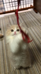 今松澄江ブリーダーからお迎えしたスコティッシュフォールド：さくらちゃん