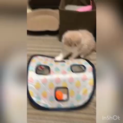 今松澄江ブリーダーからお迎えしたスコティッシュフォールド：さくらちゃん