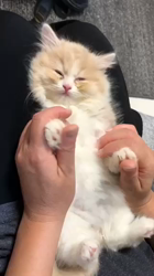 今松澄江ブリーダーからお迎えしたスコティッシュフォールド：さくらちゃん