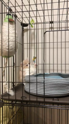 今松澄江ブリーダーからお迎えしたスコティッシュフォールド：さくらちゃん