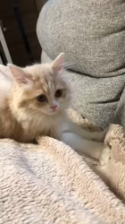 今松澄江ブリーダーからお迎えしたスコティッシュフォールド：さくらちゃん