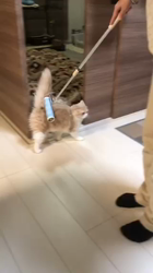 今松澄江ブリーダーからお迎えしたスコティッシュフォールド：さくらちゃん