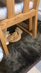 今松澄江ブリーダーからお迎えしたスコティッシュフォールド：さくらちゃん