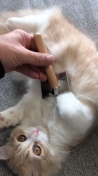 今松澄江ブリーダーからお迎えしたスコティッシュフォールド：さくらちゃん