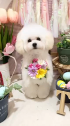 菊地純一ブリーダーからお迎えしたトイプードル：あんずちゃん