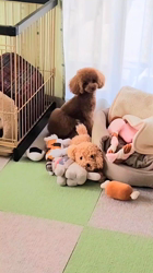 山仲一玄ブリーダーからお迎えしたトイプードル：メルちゃん