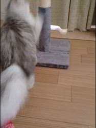 冨岡利枝ブリーダーからお迎えしたミヌエット：ムムちゃん