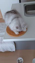 冨岡利枝ブリーダーからお迎えしたミヌエット：ムムちゃん