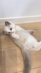 岡田るり子ブリーダーからお迎えしたラグドール：フクくん