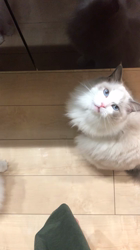 岡田るり子ブリーダーからお迎えしたラグドール：フクくん