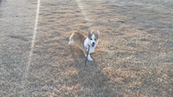 深沢ことみブリーダーからお迎えしたウェルシュ・コーギー・ペンブローク：コムギくん