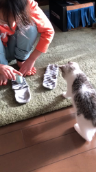 島津絹枝ブリーダーからお迎えしたマンチカン：むぎくん