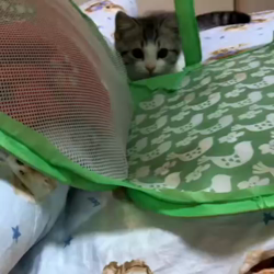 島津絹枝ブリーダーからお迎えしたマンチカン：むぎくん