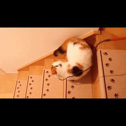 嶋田裕喜子ブリーダーからお迎えしたエキゾチックショートヘア：たまこちゃん