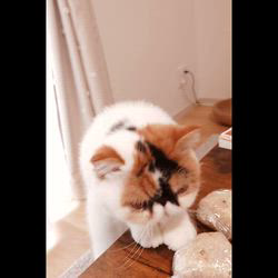 嶋田裕喜子ブリーダーからお迎えしたエキゾチックショートヘア：たまこちゃん