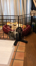 玉川美佐子ブリーダーからお迎えしたシーズー：麦(むぎ)ちゃん