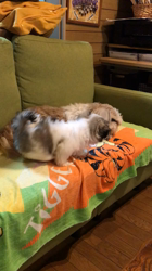 玉川美佐子ブリーダーからお迎えしたシーズー：麦(むぎ)ちゃん