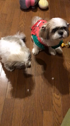 玉川美佐子ブリーダーからお迎えしたシーズー：麦(むぎ)ちゃん