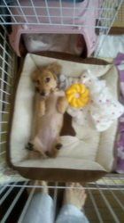 石橋敏弘ブリーダーからお迎えしたミニチュアダックスフンド(ロング)：むぎちゃん