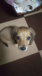 石橋敏弘ブリーダーからお迎えしたミニチュアダックスフンド(ロング)：むぎちゃん