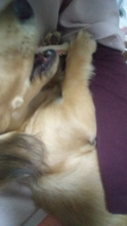 石橋敏弘ブリーダーからお迎えしたミニチュアダックスフンド(ロング)：むぎちゃん