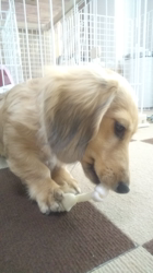 石橋敏弘ブリーダーからお迎えしたミニチュアダックスフンド(ロング)：むぎちゃん