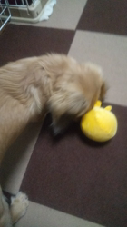 石橋敏弘ブリーダーからお迎えしたミニチュアダックスフンド(ロング)：むぎちゃん