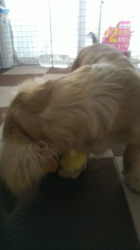 石橋敏弘ブリーダーからお迎えしたミニチュアダックスフンド(ロング)：むぎちゃん