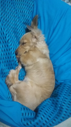 石橋敏弘ブリーダーからお迎えしたミニチュアダックスフンド(ロング)：むぎちゃん