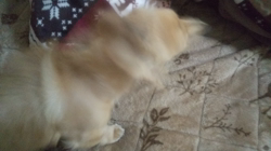 石橋敏弘ブリーダーからお迎えしたミニチュアダックスフンド(ロング)：むぎちゃん