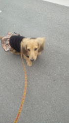 石橋敏弘ブリーダーからお迎えしたミニチュアダックスフンド(ロング)：むぎちゃん