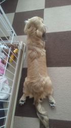 石橋敏弘ブリーダーからお迎えしたミニチュアダックスフンド(ロング)：むぎちゃん