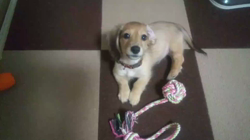 石橋敏弘ブリーダーからお迎えしたミニチュアダックスフンド(ロング)：むぎちゃん