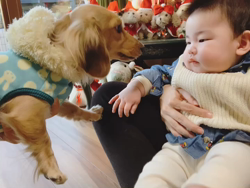 石橋敏弘ブリーダーからお迎えしたミニチュアダックスフンド(ロング)：むぎちゃん