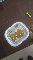 石橋敏弘ブリーダーからお迎えしたミニチュアダックスフンド(ロング)：むぎちゃん