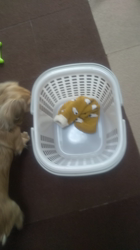 石橋敏弘ブリーダーからお迎えしたミニチュアダックスフンド(ロング)：むぎちゃん