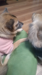 石橋敏弘ブリーダーからお迎えしたミニチュアダックスフンド(ロング)：むぎちゃん