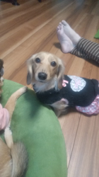 石橋敏弘ブリーダーからお迎えしたミニチュアダックスフンド(ロング)：むぎちゃん