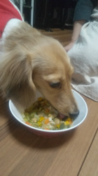 石橋敏弘ブリーダーからお迎えしたミニチュアダックスフンド(ロング)：むぎちゃん