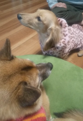 石橋敏弘ブリーダーからお迎えしたミニチュアダックスフンド(ロング)：むぎちゃん