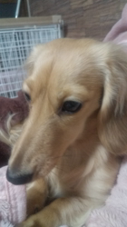 石橋敏弘ブリーダーからお迎えしたミニチュアダックスフンド(ロング)：むぎちゃん