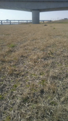 石橋敏弘ブリーダーからお迎えしたミニチュアダックスフンド(ロング)：むぎちゃん