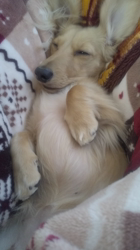 石橋敏弘ブリーダーからお迎えしたミニチュアダックスフンド(ロング)：むぎちゃん