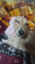 石橋敏弘ブリーダーからお迎えしたミニチュアダックスフンド(ロング)：むぎちゃん