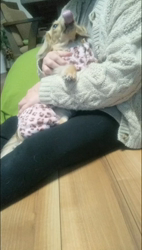 石橋敏弘ブリーダーからお迎えしたミニチュアダックスフンド(ロング)：むぎちゃん