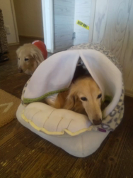 石橋敏弘ブリーダーからお迎えしたミニチュアダックスフンド(ロング)：むぎちゃん