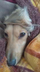 石橋敏弘ブリーダーからお迎えしたミニチュアダックスフンド(ロング)：むぎちゃん