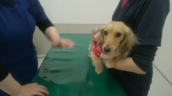 石橋敏弘ブリーダーからお迎えしたミニチュアダックスフンド(ロング)：むぎちゃん