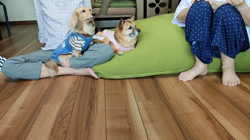 石橋敏弘ブリーダーからお迎えしたミニチュアダックスフンド(ロング)：むぎちゃん