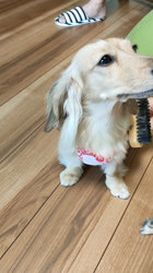 石橋敏弘ブリーダーからお迎えしたミニチュアダックスフンド(ロング)：むぎちゃん